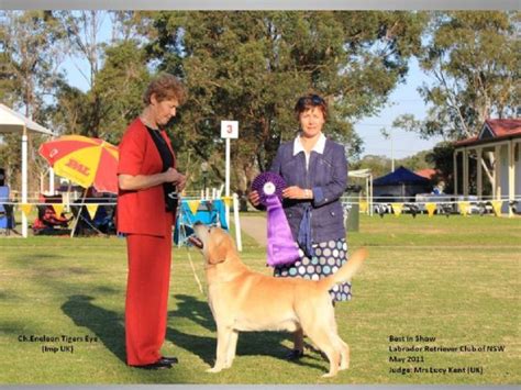 labrador retriever club of nsw.